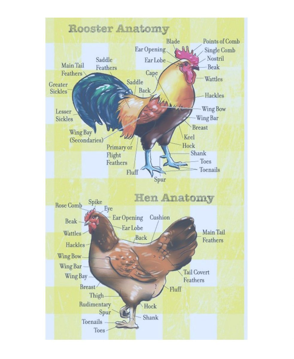 RezonanceBaroq's tweet photo. So you say can see the differences between hen+rooster. But could you tell them apart on the Baroque violin? Join us online Sat@7. After our performance of the H.I.F. von Biber Violin Sonata, you'll hear poultry (+other animals) in a whole new way. Tix: https://t.co/mbIm82cuGT https://t.co/b8qSThr0sh