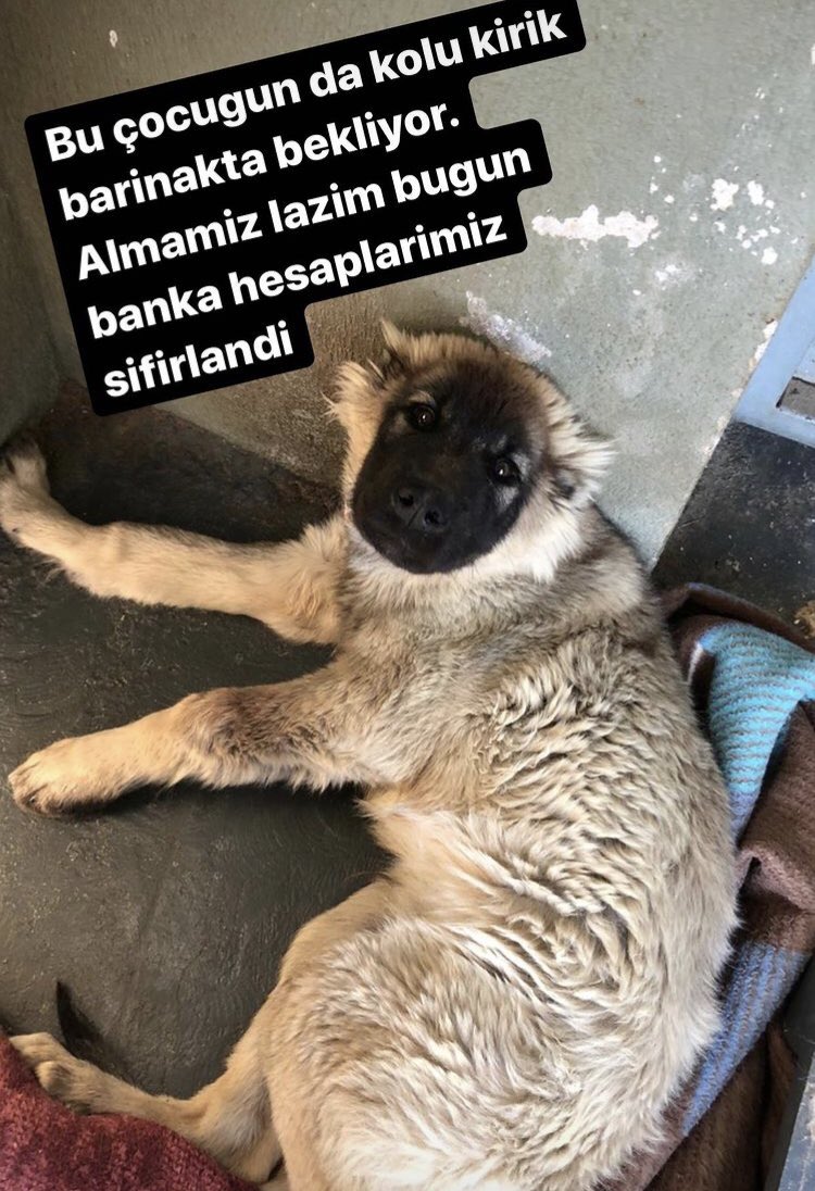 Kol kırılır yen içinde kalır barınakta. Çünkü kimse görmez kimse duymaz. İçimiz şişti.Göz yaşlarımız kurudu.Evlerimiz , bakım evlerimiz pansiyonlarımız doldu. Her türlü desteğe muhtacız