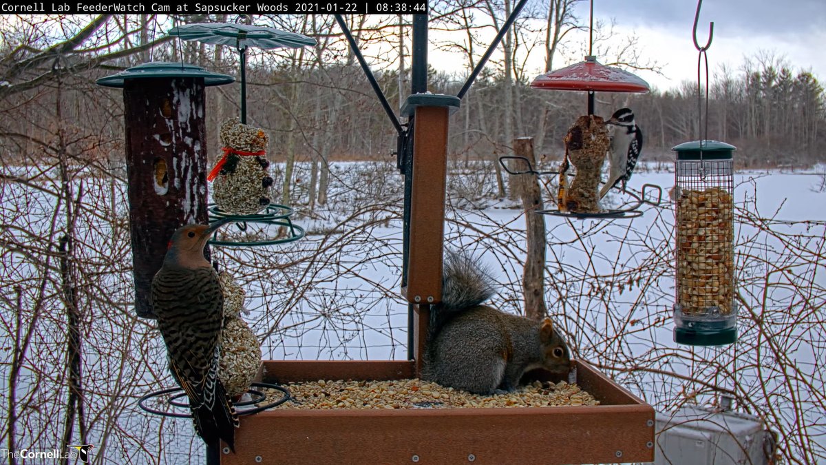 FeederWatch Cam tweet media