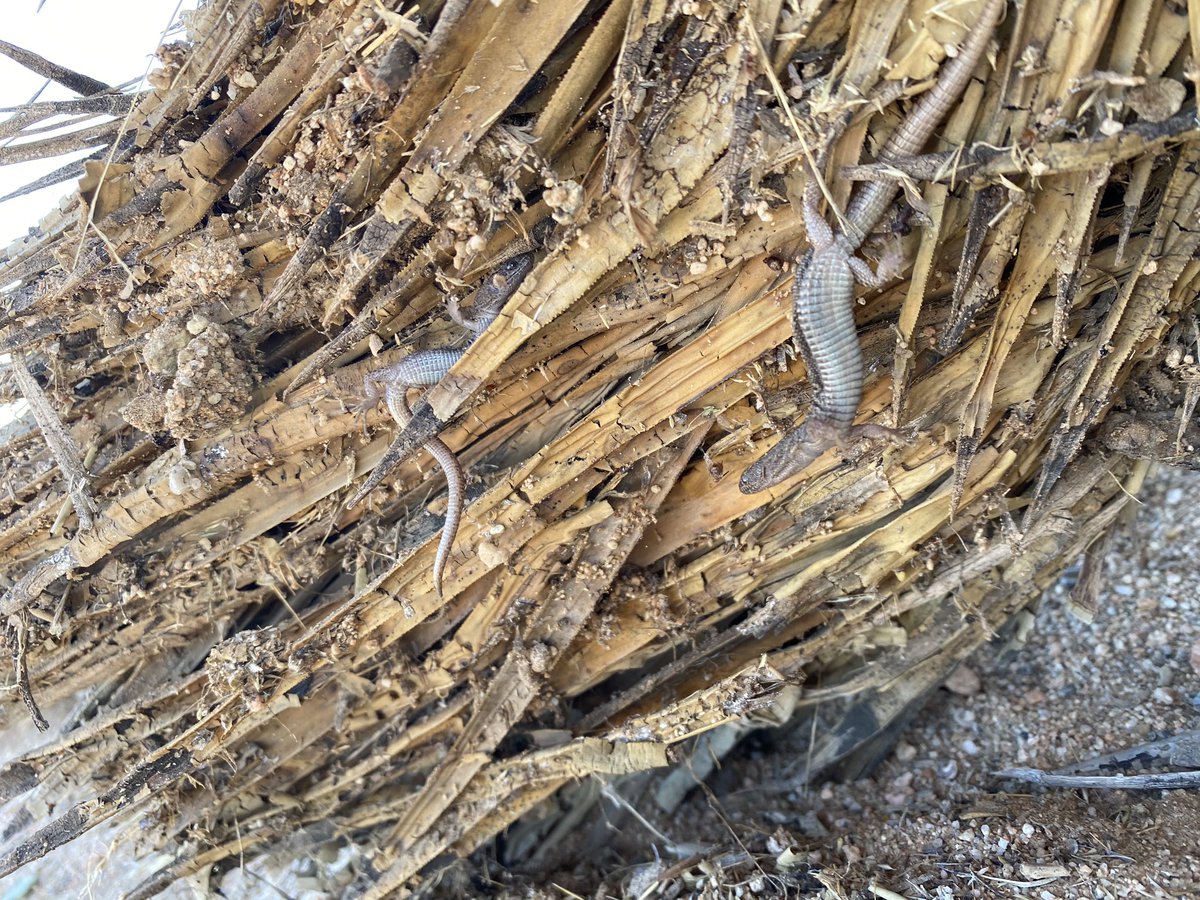 These lizards live in small family groups, where the young live with the parents under debris for several years. The small branch I flipped had 3 adults and a juvenile, though there could have been more hiding in the leaves of the yucca branch.