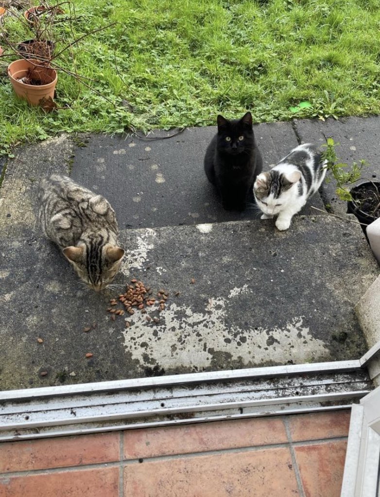 Feralcatsmanor's tweet photo. Wish us luck catching these cute, kittens from last year later today. And prayers for their vet visit tomorrow.
Our main aim is to tnr: trap, neuter, return.
#tnr
#communitycats
#onecatatatime
#tnrworks
#tnrsaveslives https://t.co/cmPGLPv74L