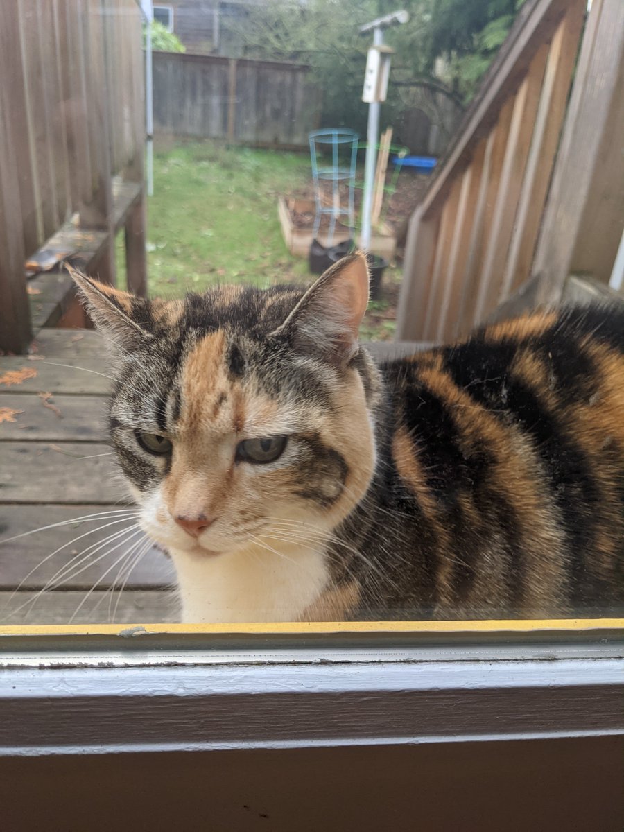she visited yesterday too, i think mystery cat is returning to her late 2020 schedule