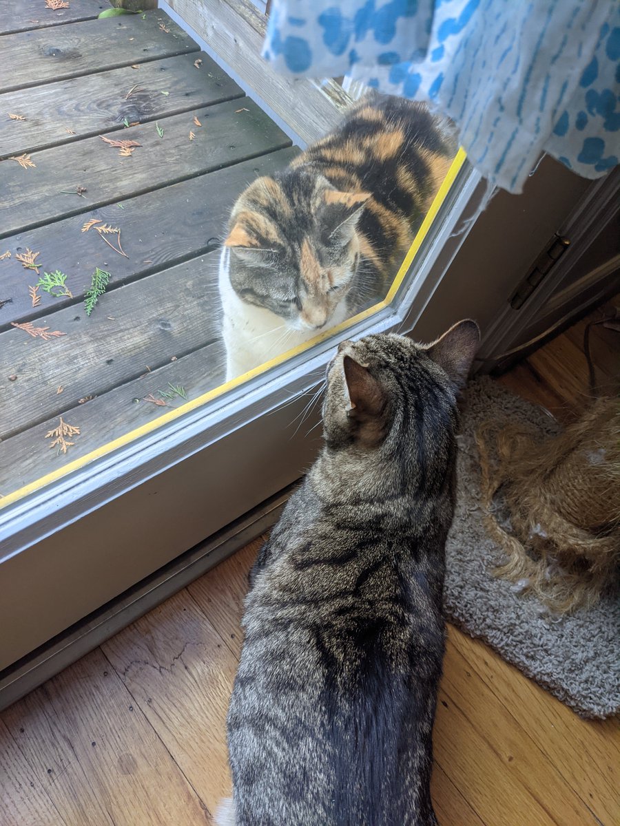 she visited yesterday too, i think mystery cat is returning to her late 2020 schedule