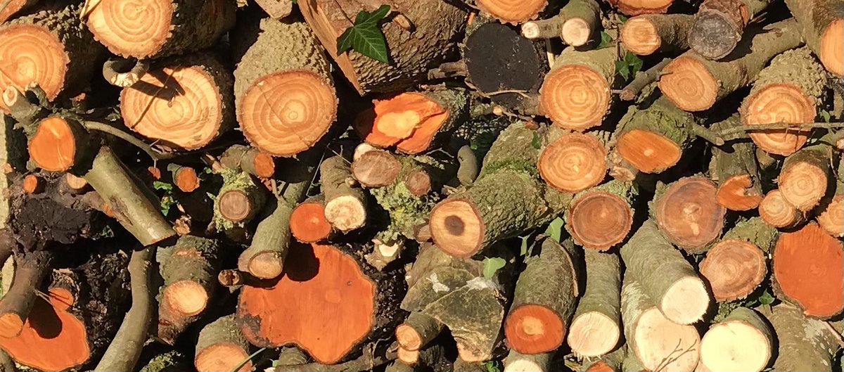 Wood pile. Insect home. #naturesbeauty