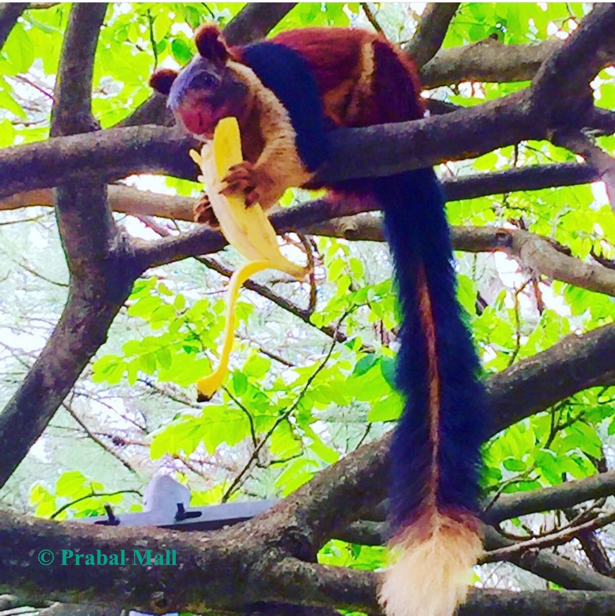 TravelerEternal's tweet photo. @KaustavBanerjee @IndiAves Beautiful 😍
Here is an Indian Giant Squirrel I clicked at #Tirumala #Tirupati #AndhraPradesh #IncredibleIndia #JustNaturePM #Iphonography https://t.co/N1No6yI96m
