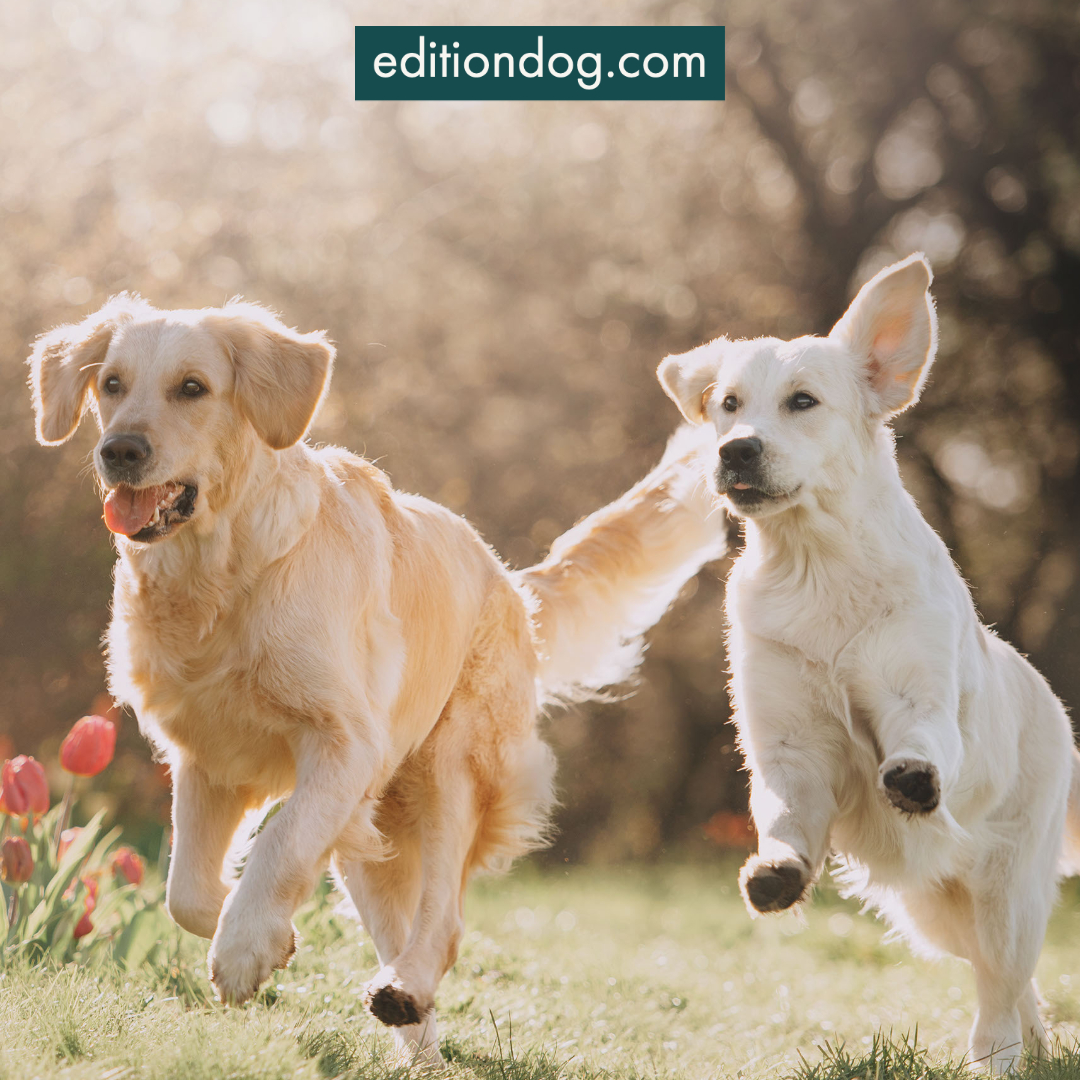 Dogs sense of smell is so great, that some dogs can be trained to sniff out medical conditions. They are used to diagnose a particular condition - Some are even being trained to sniff out Covid-19!

#FurryFriday #FunFactFriday #DogsOfTwitter

editiondog.com