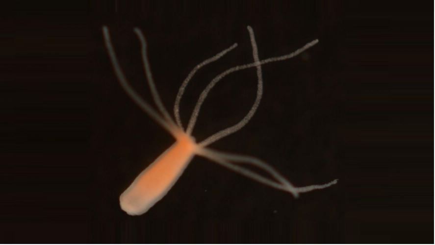 Sleep evolved before brains did, study finds buff.ly/3q9THKS