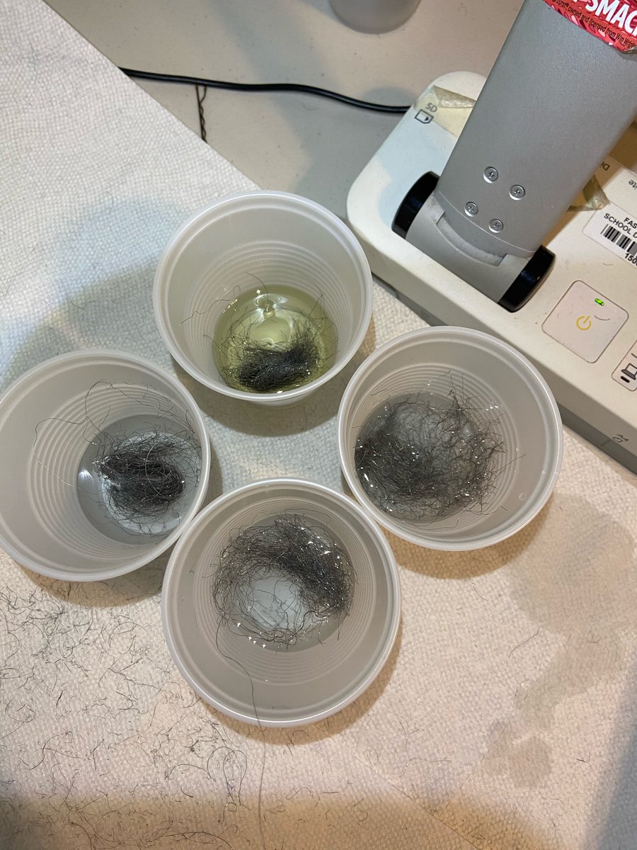 DavisPPSPCA's tweet photo. Virtual Lab Day! Students loved guessing which liquid (water, salt water, vinegar, vegetable oil) would have a chemical change with steel wool. Which one did you think would react? #ThePCAWay @PghClassical https://t.co/guOJMhRhhx