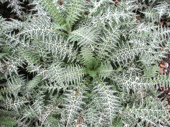 RHS Garden Hyde Hall tweet media