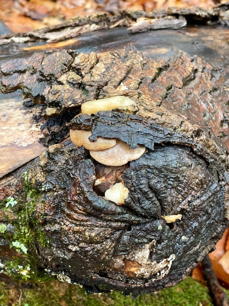 Upon special request, here’s a big butthole with a lil something extra left between the cracks. Thanks for coining the term  #timbersphincter,  @horstp8r 