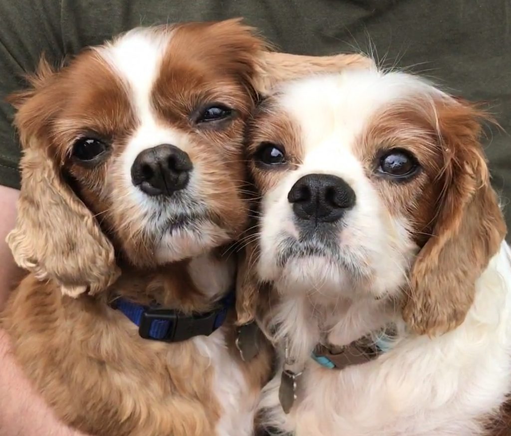 We are looking for foster homes within our local area ❤ Fostering is a huge commitment, could you help us?

All info here, please read criteria before applying - blisscavalierrescue.org/fostering-a-st…

#cavpack