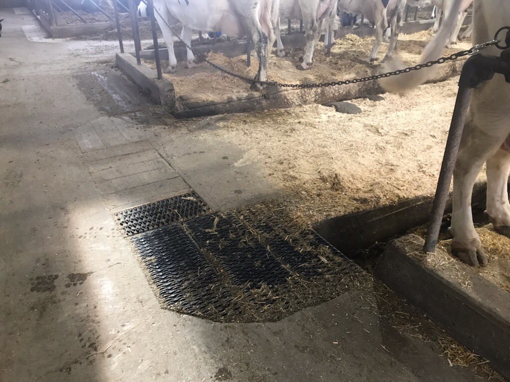 SFinnDVM's tweet photo. I love dairy farmers! I broke my leg in November at one of my herds slipping on the damp wood gutter cover. Yesterday was sent a picture of the new “Shannon-proofed” barn... wood replaced with metal grate! 😂 mildly embarrassed but mostly can’t wait to be back on the road! https://t.co/rSXXY5KeFw