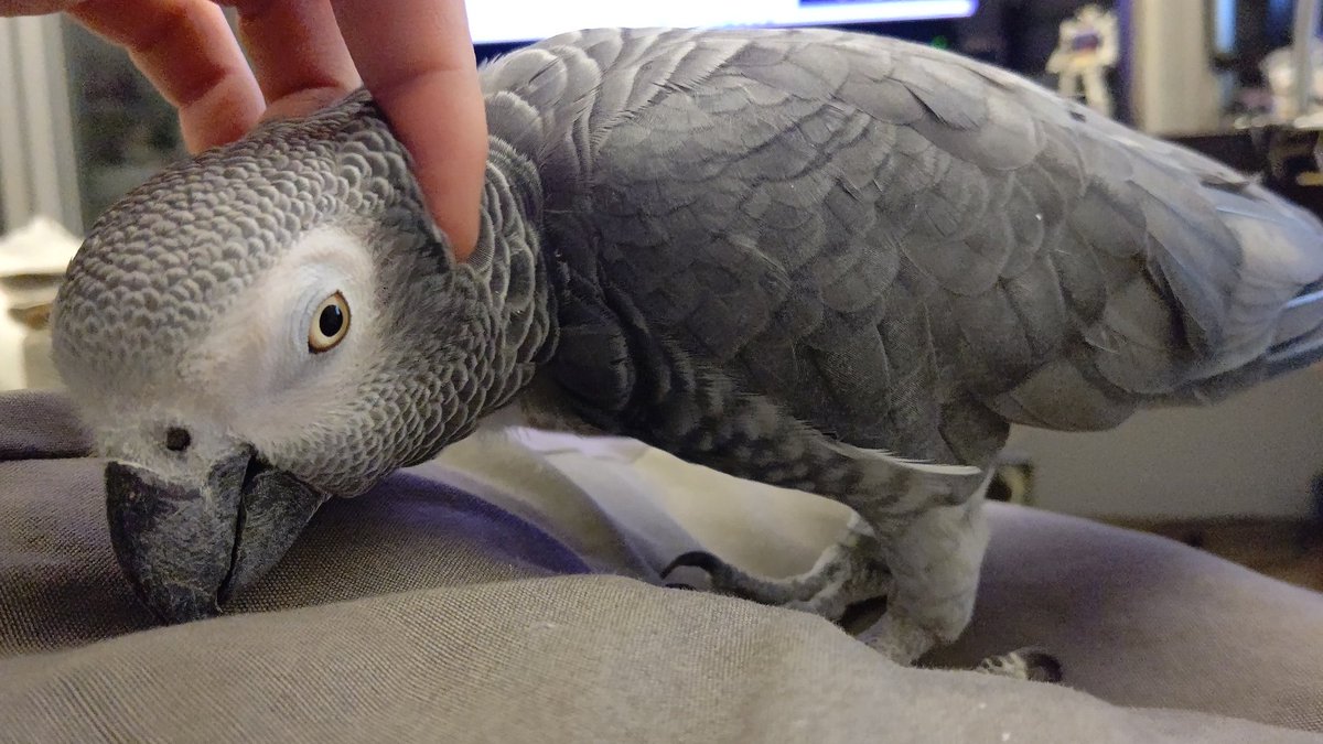 イカぽ On Twitter ヨウムというインコの仲間です