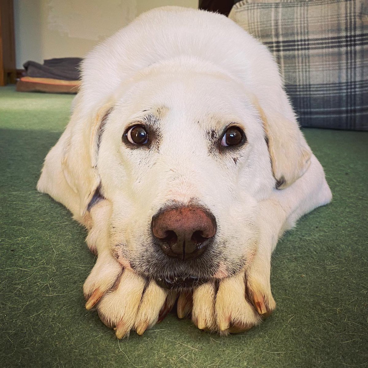 LRRSE_'s tweet photo. SUCCESS STORY - MEET BRIAN 💞 After being rescued from Romania last year, Brian found his forever home in July! He can sometimes be nervous of new people but reacted really well to John and Caroline! He’s been enjoying lots of attention and loves a belly rub! #adoptdontshop https://t.co/vcArH2rvK1