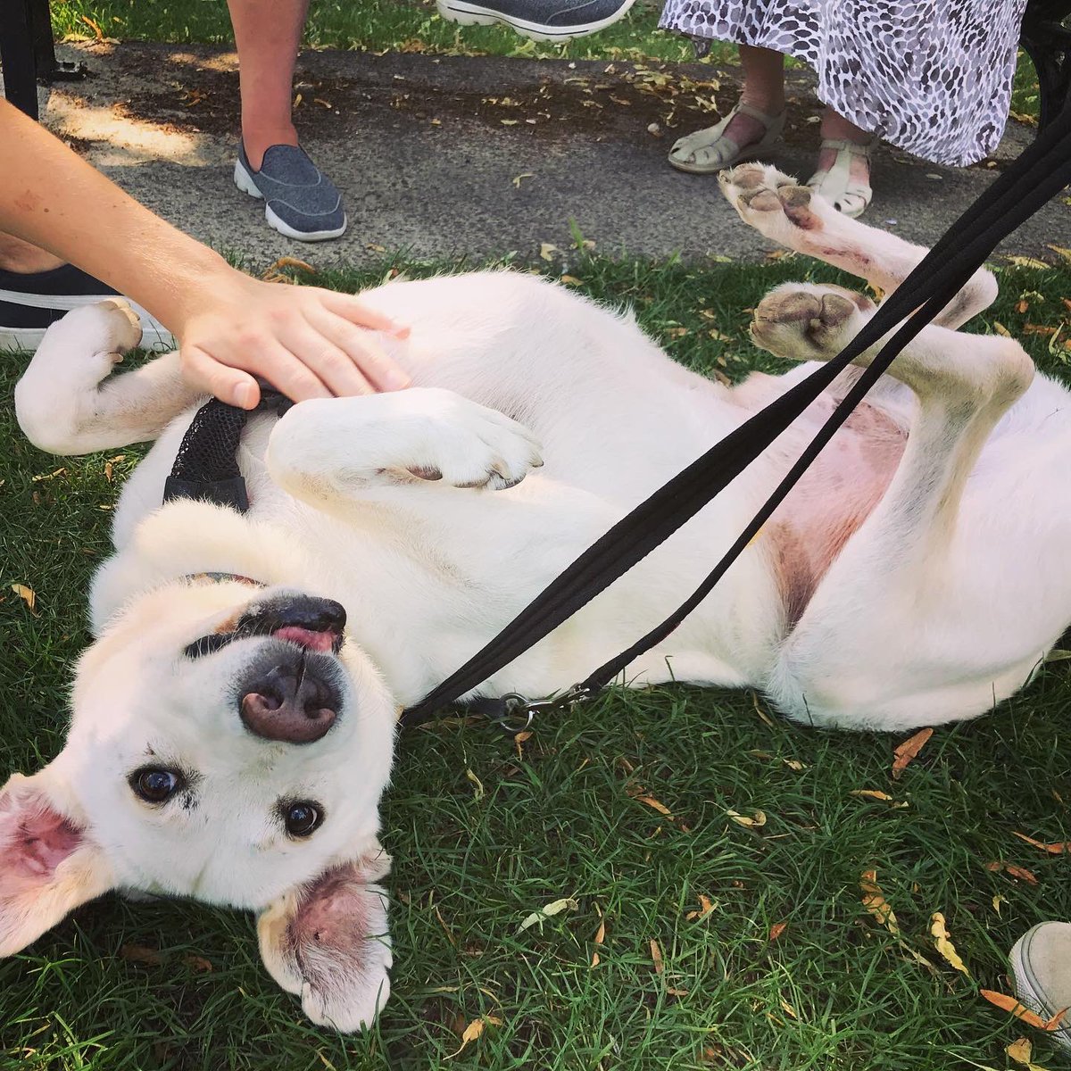LRRSE_'s tweet photo. SUCCESS STORY - MEET BRIAN 💞 After being rescued from Romania last year, Brian found his forever home in July! He can sometimes be nervous of new people but reacted really well to John and Caroline! He’s been enjoying lots of attention and loves a belly rub! #adoptdontshop https://t.co/vcArH2rvK1