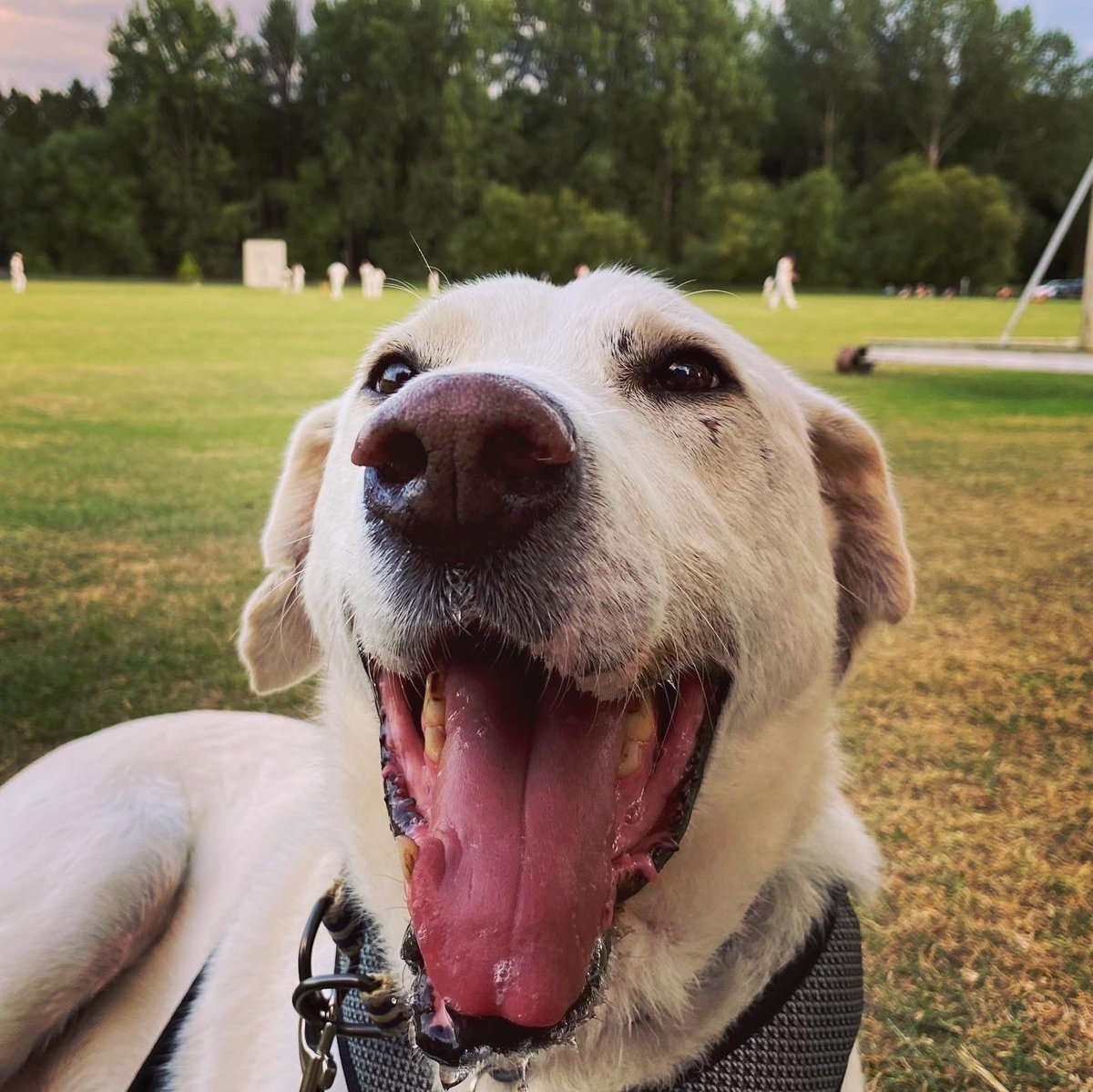 LRRSE_'s tweet photo. SUCCESS STORY - MEET BRIAN 💞 After being rescued from Romania last year, Brian found his forever home in July! He can sometimes be nervous of new people but reacted really well to John and Caroline! He’s been enjoying lots of attention and loves a belly rub! #adoptdontshop https://t.co/vcArH2rvK1