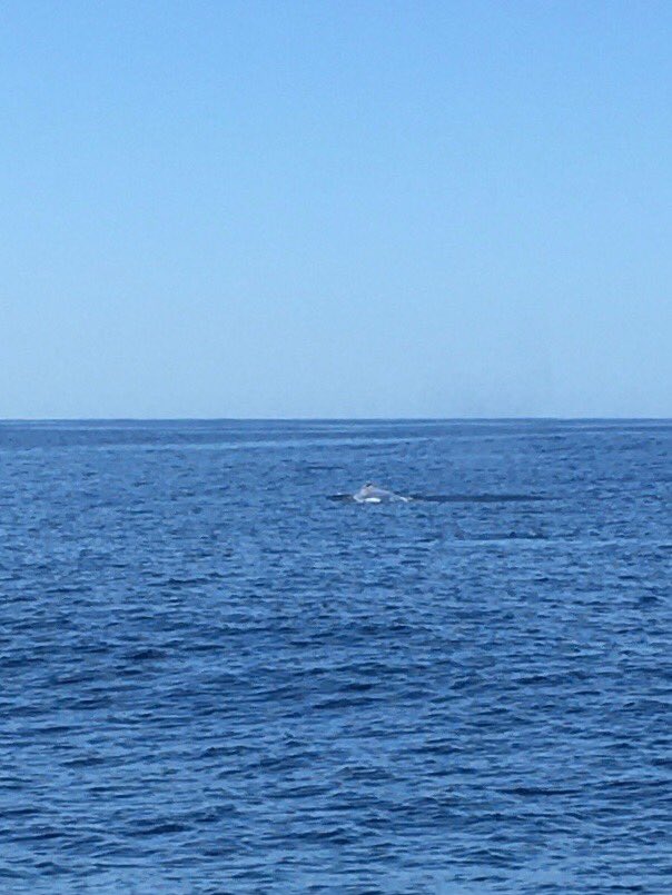 Scott Sherman tweet media