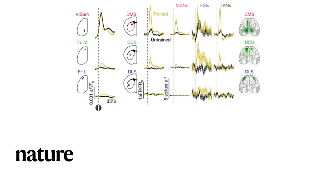 A paper in Nature shows causal topographic mapping of activity between mouse cortex and striatum during a variety of behaviors. go.nature.com/2XZ2H9F