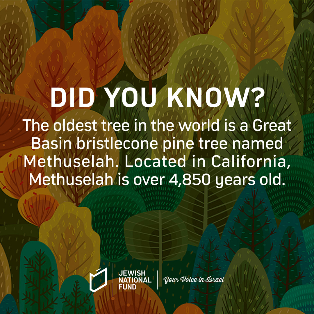 JNFUSA's tweet photo. Happy #TreeFactFriday! 🌳

Plant a tree for those you can't see. https://t.co/kfltrUIboS

#PoweredByJNF #TuBiShvat #ITreeYou https://t.co/B9FWh1bw0g