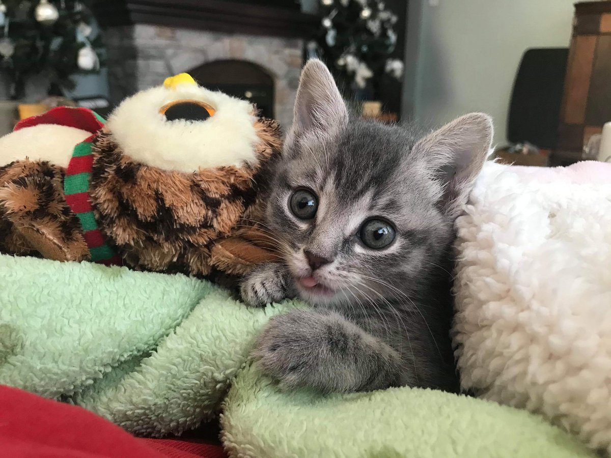 STL_SSLP's tweet image. We have a lot of critical cases, so we are running a $5 Friday campaign. Donations are tax deductible. Can you spare $5? Help us help them!  ow.ly/VR0A50De5Ei
.
#rescuedog #rescuecat #rescue #adoptdontshop #pets #dogs #cats #retweet #donate #emergency #dogood #savealife