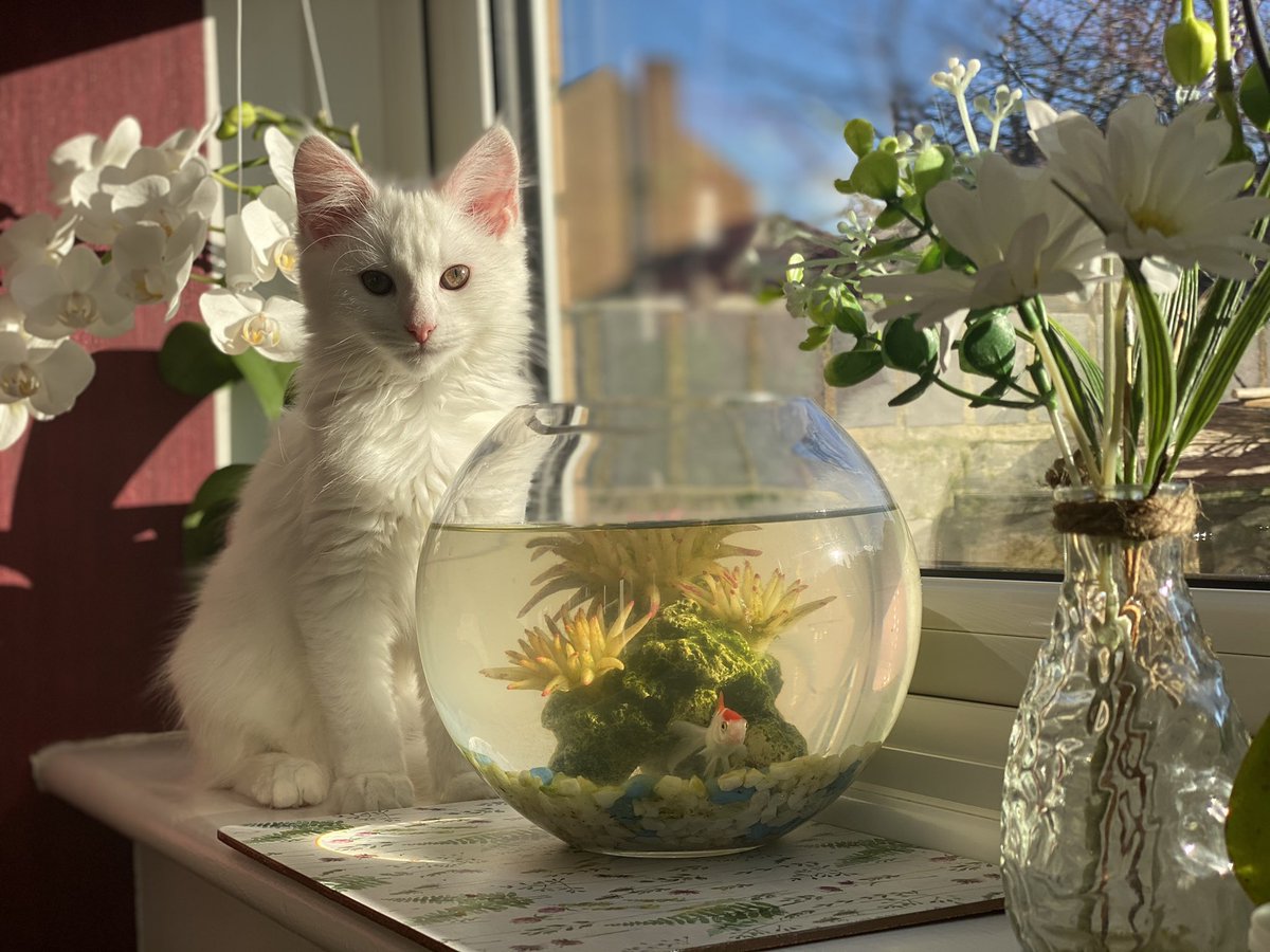 Neelamlfc's tweet photo. Tokyo’s first photoshoot ft Fish ✨ https://t.co/RWFKeLvttI