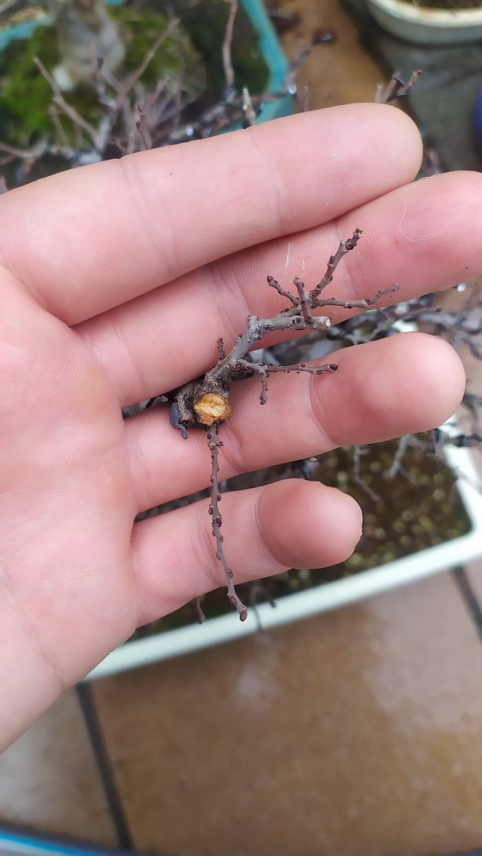 urokibonsai's tweet image. Верхушка обломалась.. прекрасная возможность сделать лучше и качественнее!
#бонсай #bonsai #домашниерастения