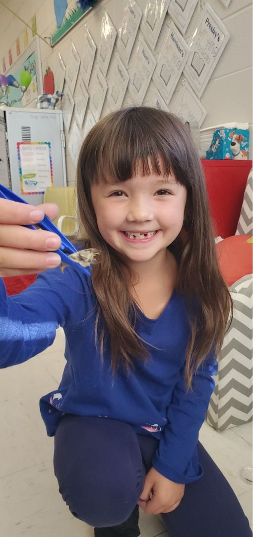HMENixa's tweet photo. Mrs. Morrow's #1stgraders at @HMENixa dissected owl pellets. They found bones from other creatures hiding inside. #iteach1st #inquiry #littlescientists @nixaschools #hmeleads https://t.co/83sg1q0MkO