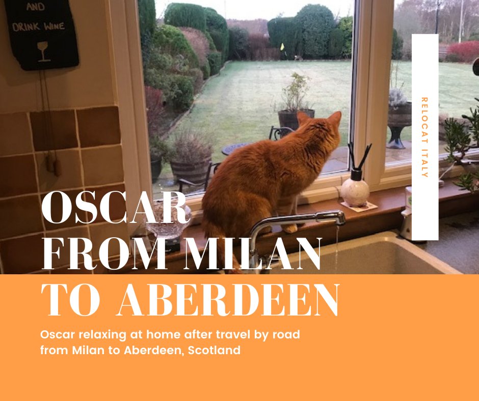 ReloCat_Italy's tweet photo. Oscar travelled with ReloCat Italy from Milan to Aberdeen by road 🐱 ✈️ 
#cat #petshipping #pettransport #relocatitaly #relocat #IPATA https://t.co/xSxmBVb9Oy