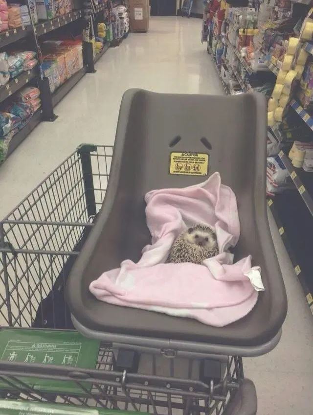 There's no rule that says you can't take a hedgehog shopping. No rule anyone would enforce, anyway