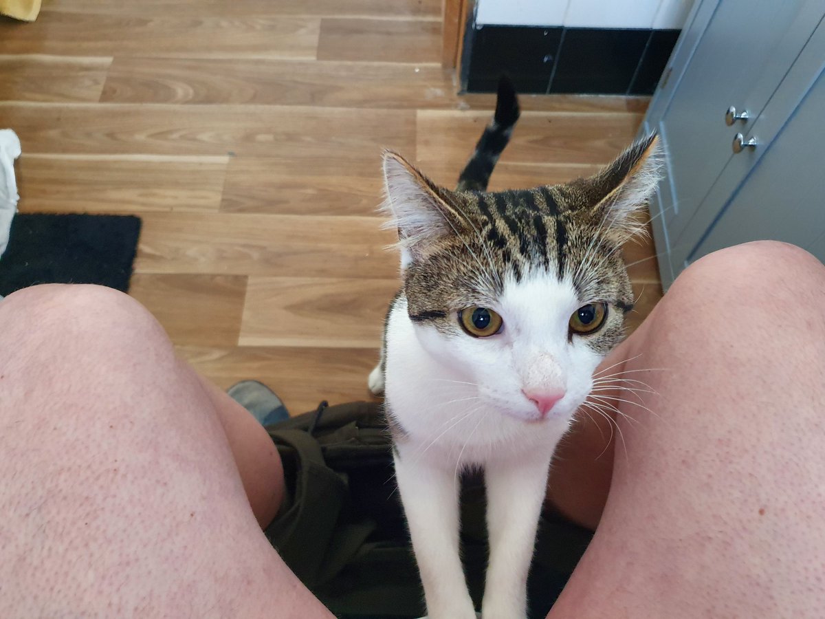 Wonder what he's thinking? I like to think he's wondering where the hell is the cat litter.