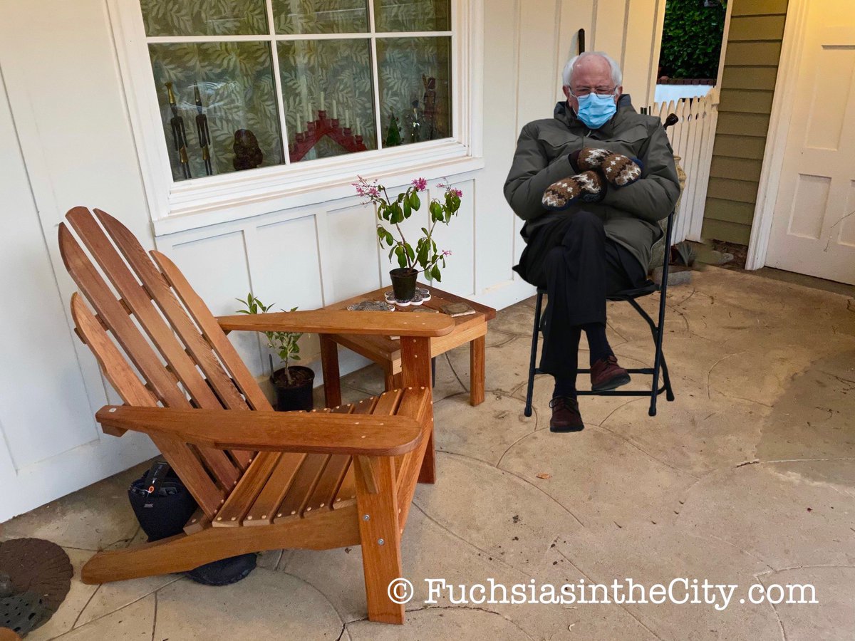 Fuchsiarius | R. Theo Margelony tweet media