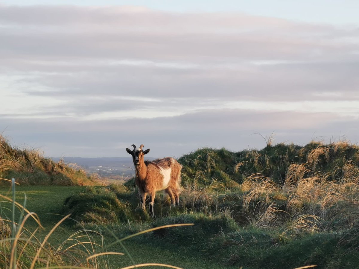 A sunny late afternoon and it looks like someone is soaking up the last few rays of the day☀️🐐⛳️ #lahinchgolf #visittheburren #golf