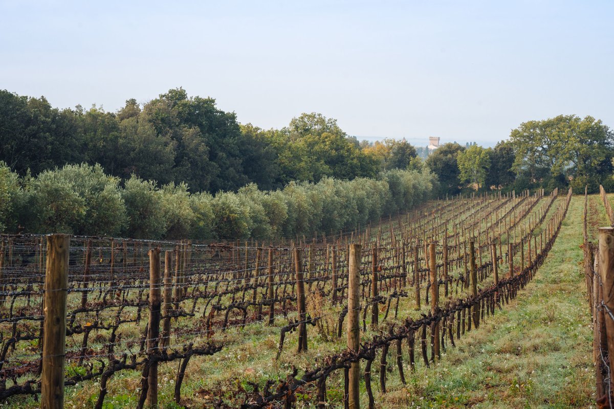 #Pruning is the main activity in the #vineyard throughout January and February, while the vines are dormant. Shoots are removed from the vineyard and made into wood chips to be reused as compost or to feed our biomass boiler: nothing goes to waste.