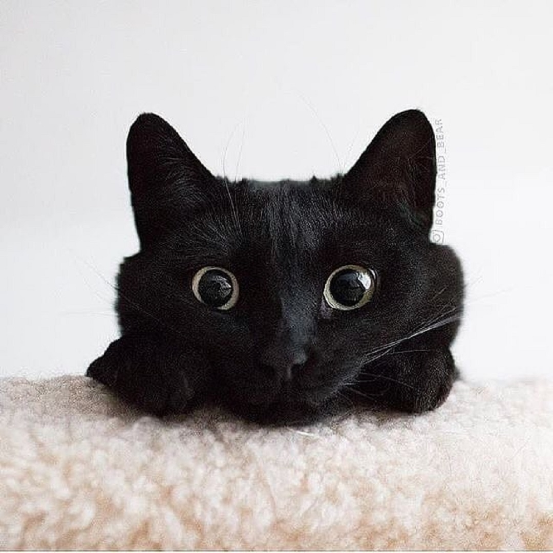EntirelyPets's tweet photo. πΊ Whatcha doin'?
πΊ What's for breakfast?
πΊ Are you going to empty this litter box?!
Curiosity is good! Get into your cat's head by learning about how they communicate and improve your relationship with your Chatty Catty!
#AnswerYourCatsQuestion
IG: @blackcat_clubs https://t.co/4fmeIYczsK