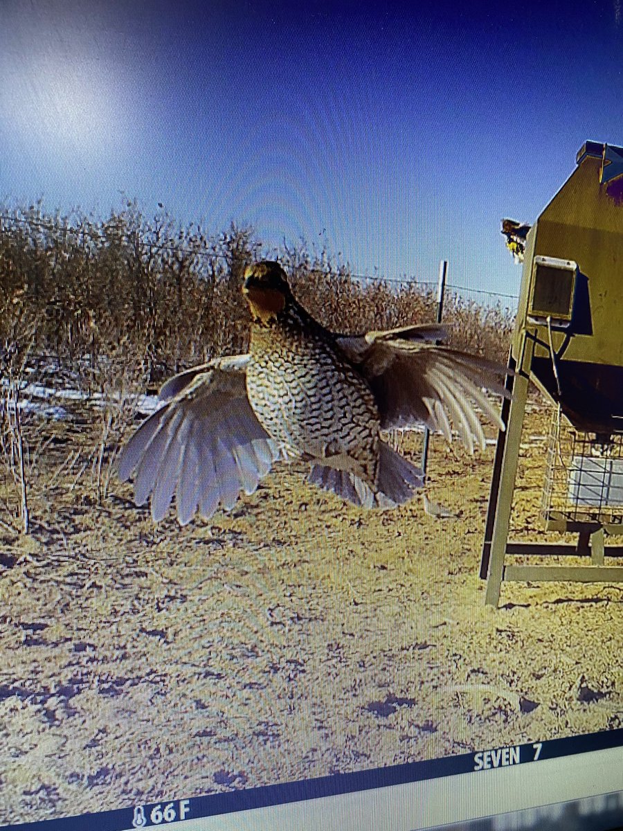 ParkCitiesQC's tweet photo. Always exciting to see what our game cams capture! Check out this photo sent to us by @wfaaweather! Please reply with some of your unique game cam photos. https://t.co/msGNo9rp0W