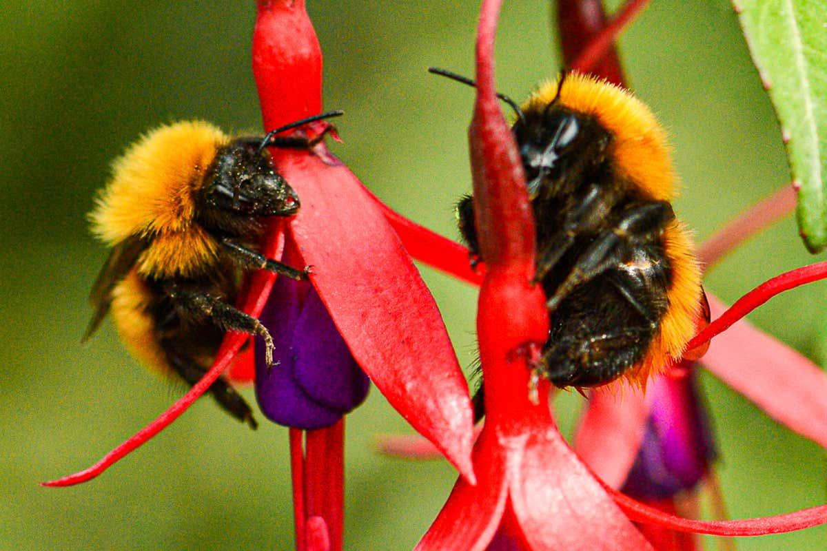 newscientist's tweet photo. A quarter of all known bee species haven't been seen since the 1990s https://t.co/cncPhSiNt2 https://t.co/kZRnlNbwzm