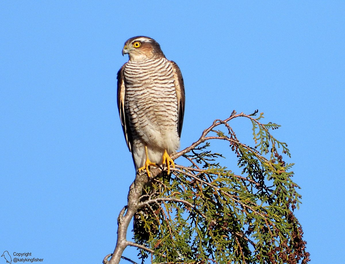 KatyKingfisher's tweet photo. Sparrowhawk seen this morning https://t.co/m25V6qDH9S