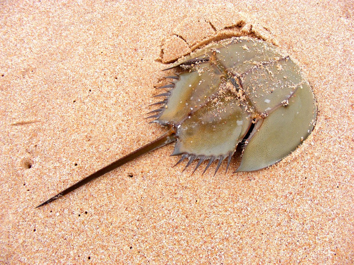 Austinbreaux_'s tweet photo. @NichollsBiology The Horseshoe crab is an example of a modern day living fossil! They are in the phylum Arthropoda and not even true crabs! #Nichollsevolution Credit: https://t.co/x8RIocRjun https://t.co/JEKLTc0cFC