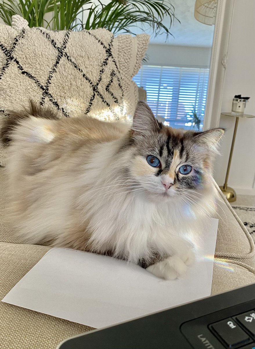 Happy Friday from Nala and I 🎉 she thoroughly enjoys attending all of my teams meetings, including walking across my screen 😂 My WFH buddy (1 of 2)🐱 #CatsOfTwitter #WFH #FridayFeeling