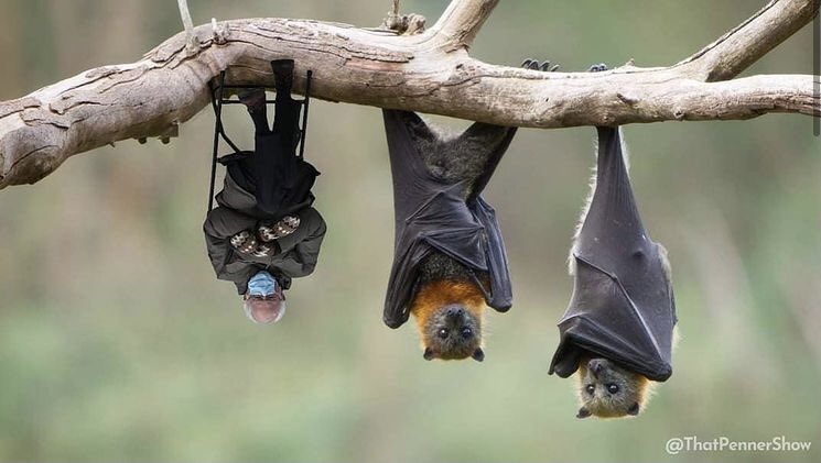 BatConservancy's tweet photo. Finally... Bernie hangs with the cool kids 😉 #berniethebat #berniesanders #flyingfoxes #batbernie https://t.co/Cxdo2dHSuX