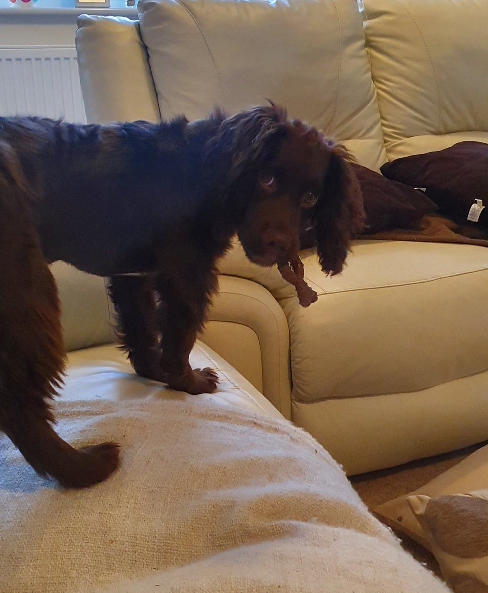 msparkled's tweet photo. Someone has been incredibly naughty today π #JarvisTheCockerSpaniel #DogsOfTwitter https://t.co/KXgQCd1YOt
