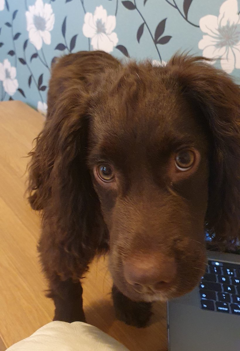 msparkled's tweet photo. Someone has been incredibly naughty today π #JarvisTheCockerSpaniel #DogsOfTwitter https://t.co/KXgQCd1YOt