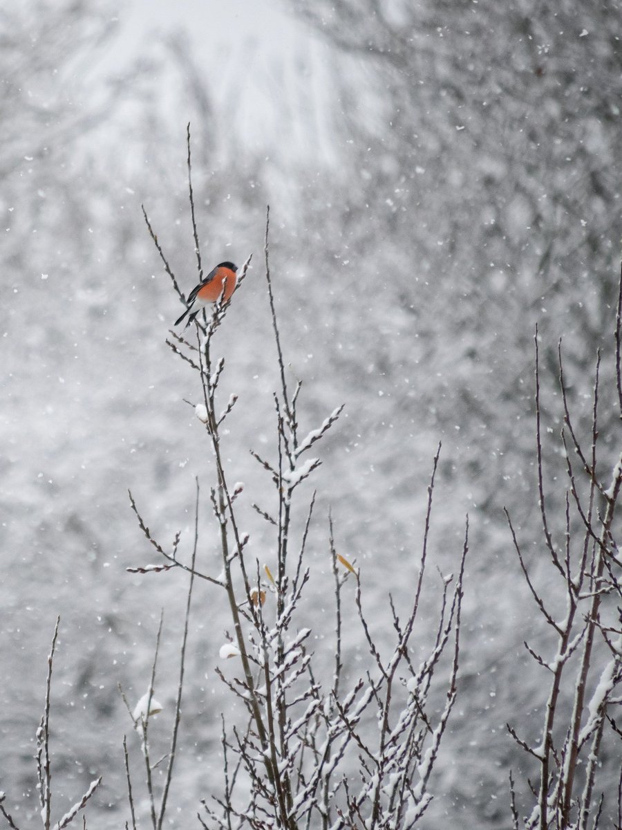 A snowy #bullfinch in #stokeontrent, because we could all use a colour to brighten our day now and again. 
#urbanwildlife #britishbirds #winterwildlife #snow #NaturePhotography #getoutside
@BBCSpringwatch @StaffsWildlife @WildStoke @OlympusUK @WildlifeMag