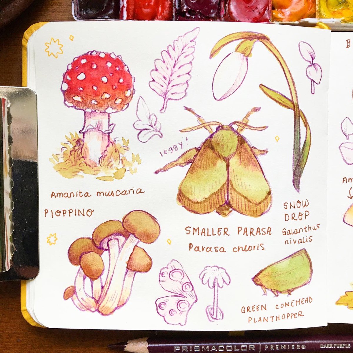 references of this random collection of species from pinterest, my field guides, my phone camera roll, and some from my brain ? @Christianek_H and i painted lots of these mushrooms together!! ??
