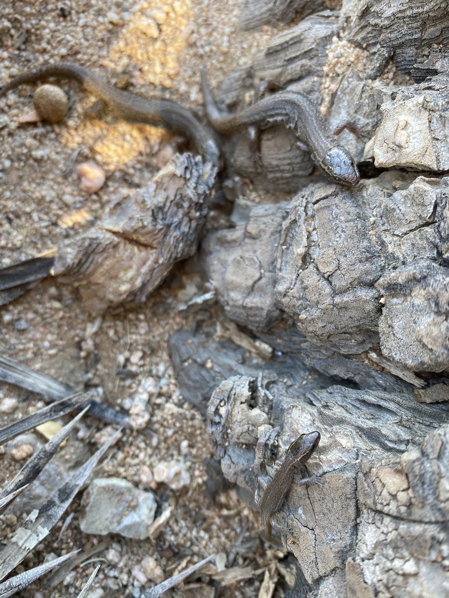 More facts: most night lizards in the Xantusiidae give live birth (viviparous), and though the young can stay with the family for years, they don’t receive and direct care from their parents.