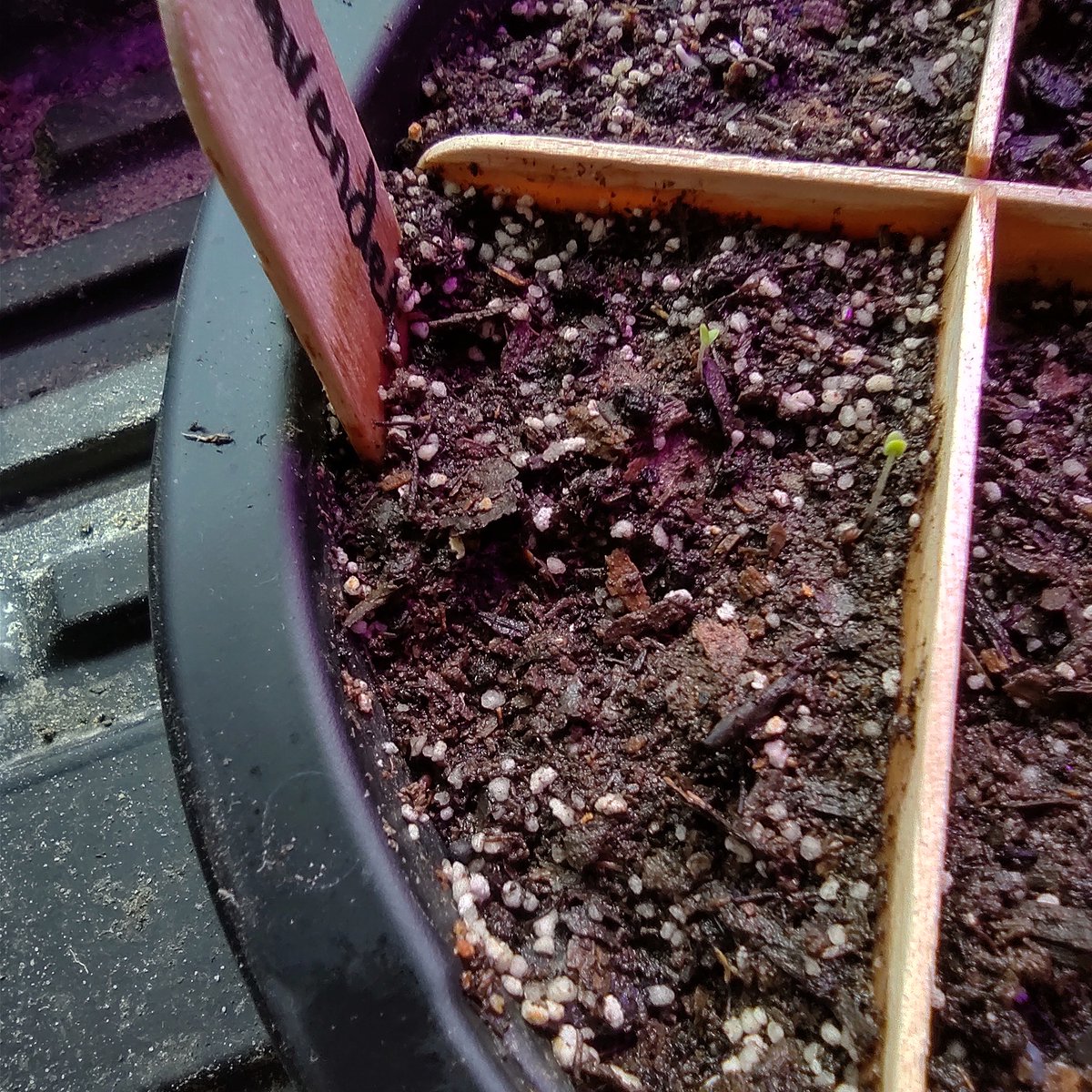 JackieLammon's tweet photo. Last year I cold stratified these lavender seeds in their packet,planted them and they sprouted.Put seed packets in the fridge 4-7 weeks before your seeds will thank you.#lavender #coldstratification #seedstarting #notillgardening #permaculture #homestead #sustainableliving https://t.co/y3VtFrMJYJ