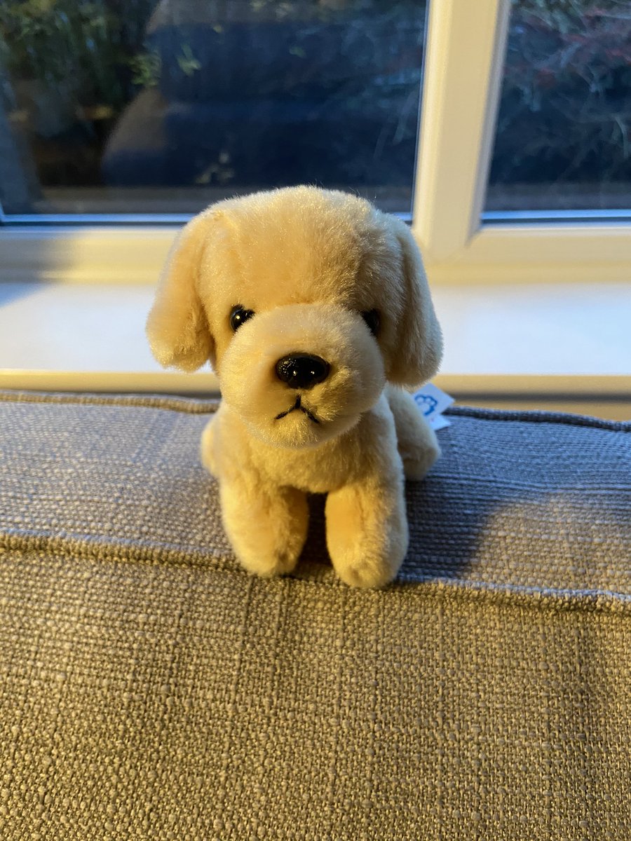 It made a lockdown school day into something magical. And we all need a bit of magic right now. The kids have called the dog Nick (after St Nicholas) and negotiated shared custody. This is him.