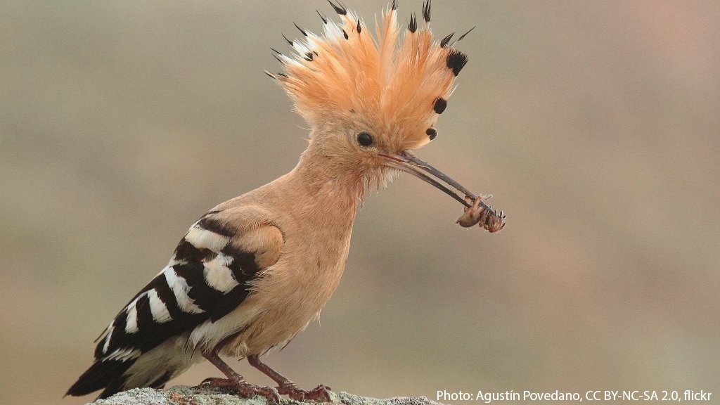 Close up profile shot of a Common Hoopoe facing the right of the frame. The bird has light orange plumage on the upper-half of its body and black-and-white striped plumage on its wings and backside. It has a tall orange fan-like crest atop its head. Its beak is long and thin; it appears to have a bug of some sort at the tip of its beak.