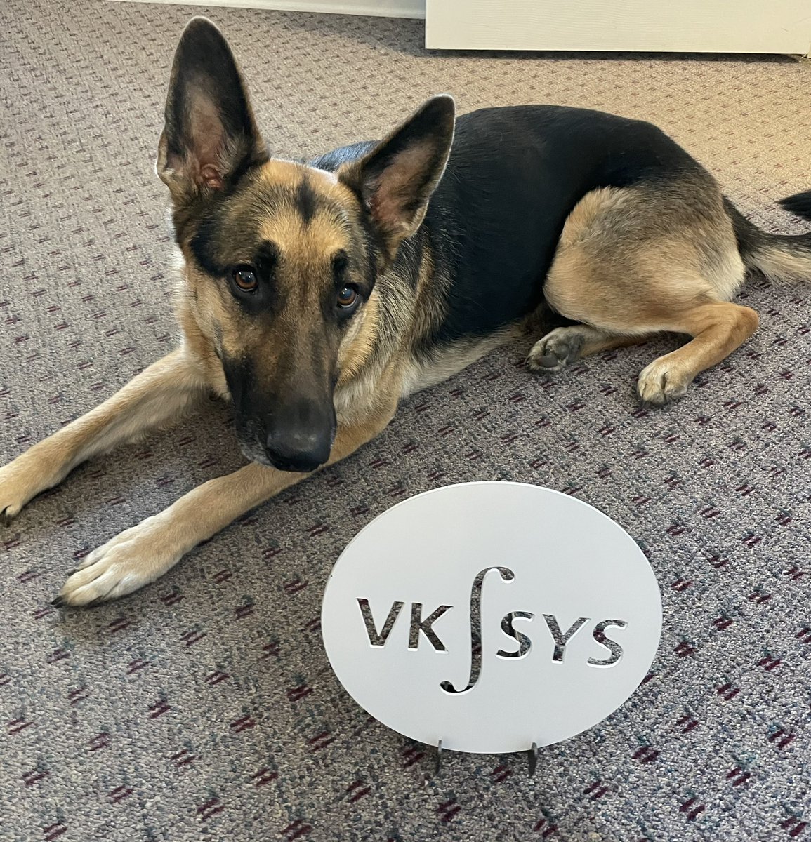 VKIntSys's tweet photo. Fridays at VK Integrated Systems mean a visit from our office and spokes dog Remi. #vkintsys #remi #fridayvibes #friday #fourleggedfriend #girlsgottasticktogether https://t.co/dvPf9GlBxu