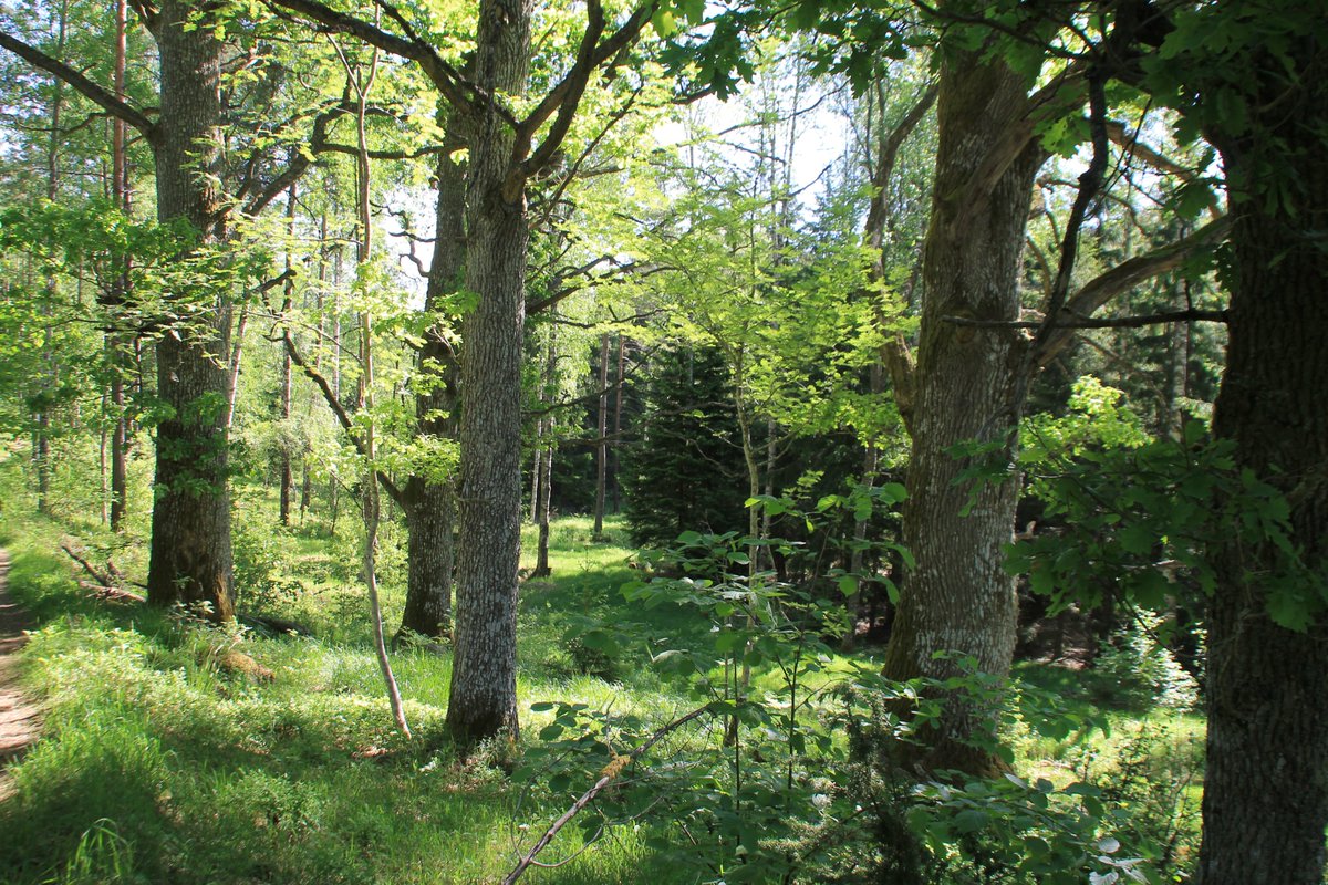 Sherringford56's tweet photo. Rainy day when it should be snowing. Memories: hiking along the Sörmland trail in warmer days #woods #woodwalking #forests #forestwalking #nature #NaturePhotography #Naturetherapy #watern #trees #Sörmlandsleden #Stockholm https://t.co/qHRWcEVzbP